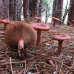 Мицелий Груздя горького / Груздь рыжий (Lactarius rufus)